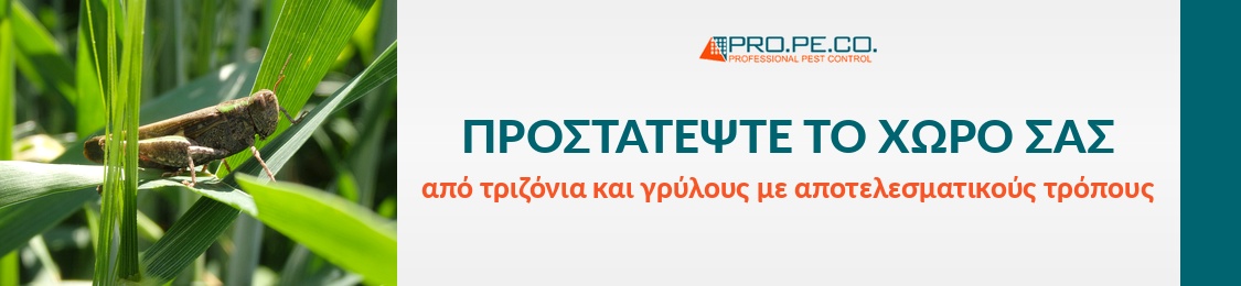 τριζόνι πανω σε φύλλα